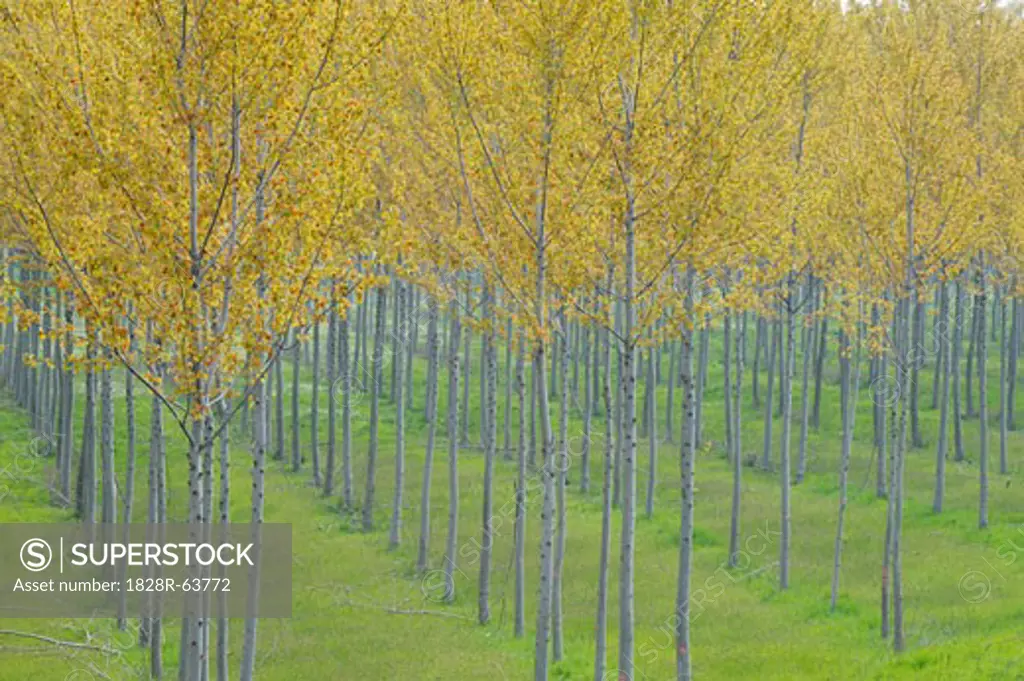 Poplar Trees, Lombardy, Italy