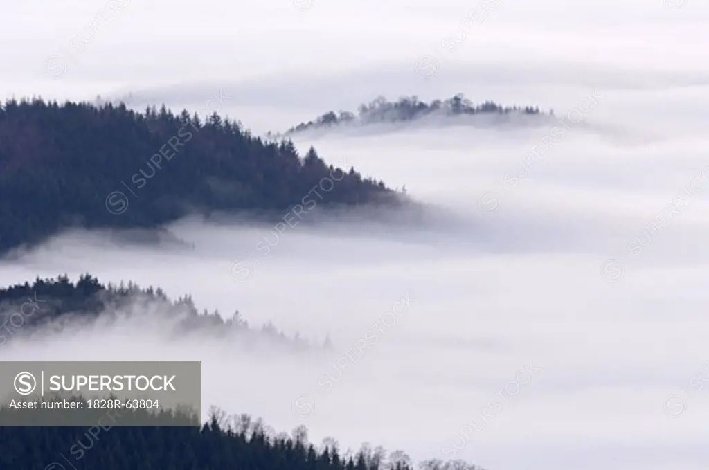 Forested Hills and Fog, Black Forest, Baden-Wurttemberg, Germany
