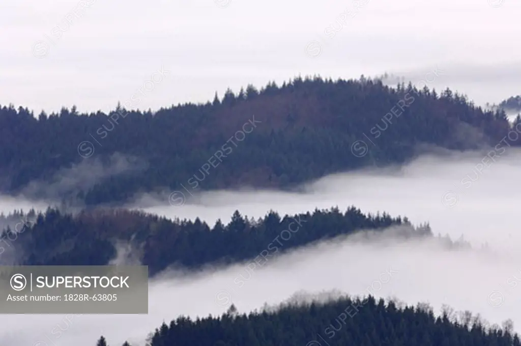 Fog in Trees, Black Forest, Baden-Wurttemberg, Germany