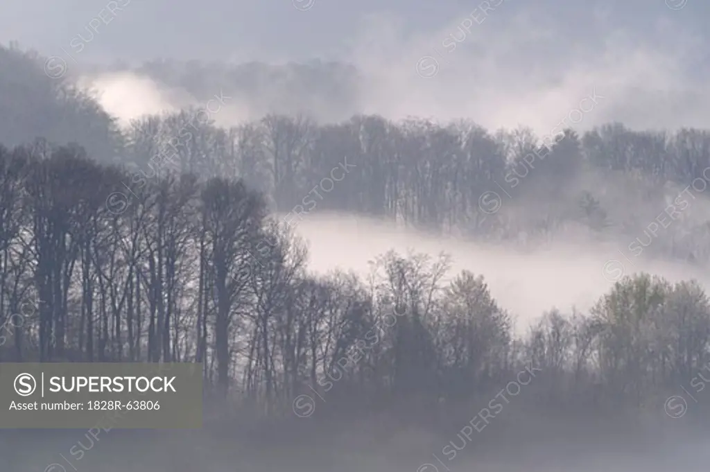 Forest with Fog, Baden-Wurttemberg, Germany