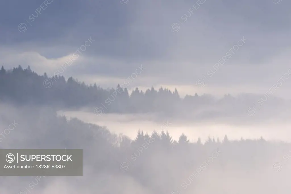 Trees Standing Out of Fog in Valley, Black Forest, Baden-Wurttemberg, Germany