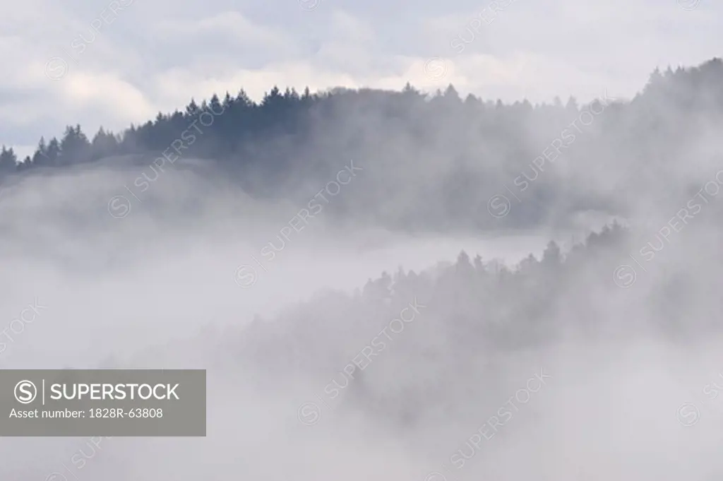 Hill with Forest Standing out of Fog, Black Forest, Baden-Wurttemberg, Germany