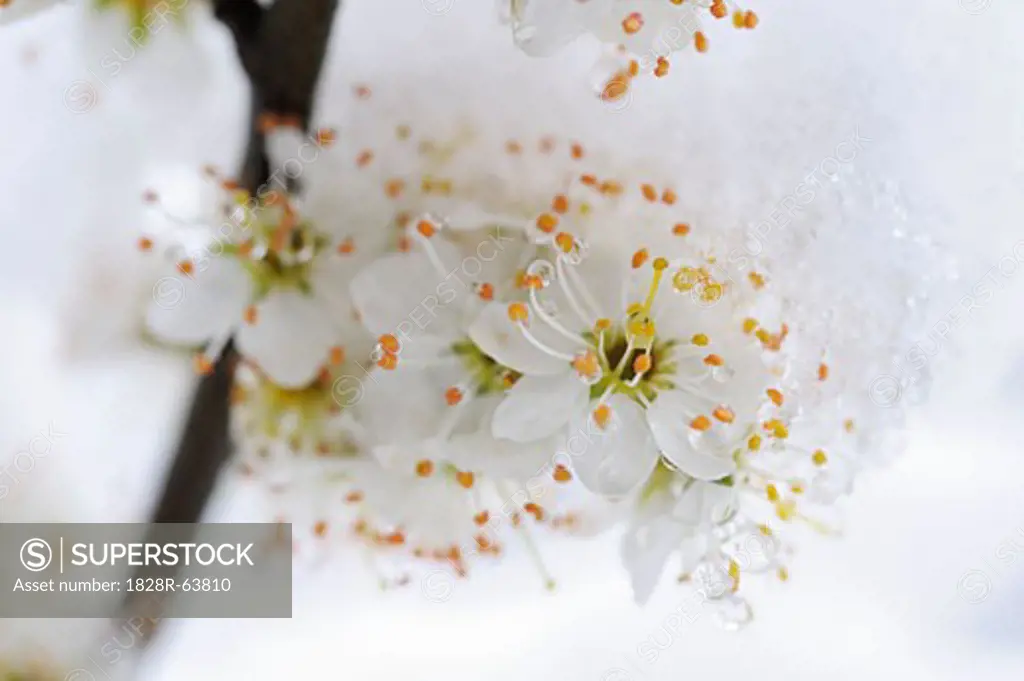 Snow-Covered Blackthorn Blossoms in Spring, Bavaria, Germany