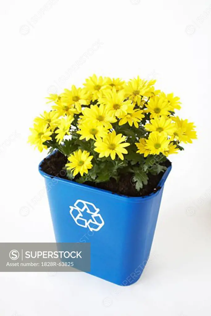 Flowers Planted in Recycling Bin