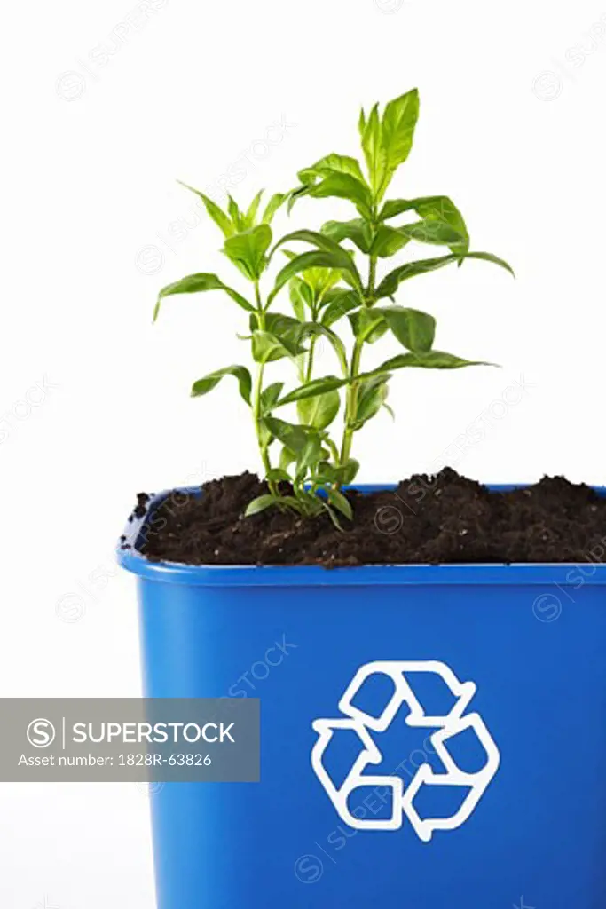 Plant and Soil in Recycling Bin