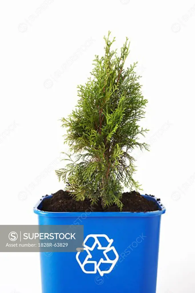 Tree Planted in Recycling Bin
