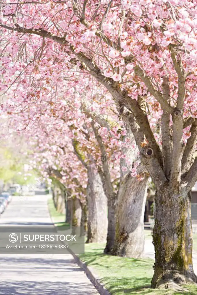Path Lined With Cherry Blossoms in Spring, Vancouver, British Columbia, Canada