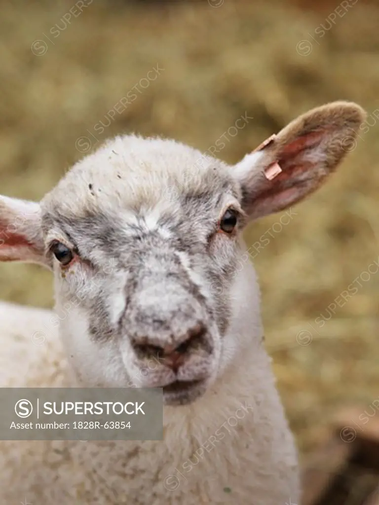 Close-up of Lamb