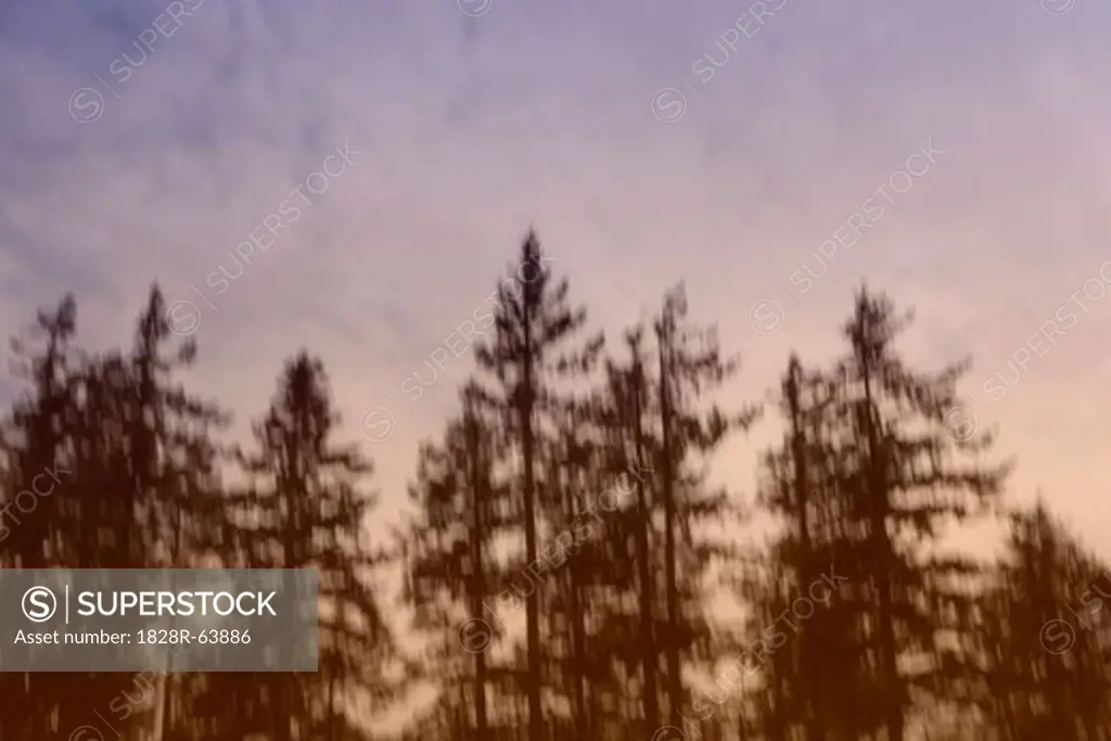 Blurred View of Douglas Fir Trees, Quadra Island, British Columbia, Canada