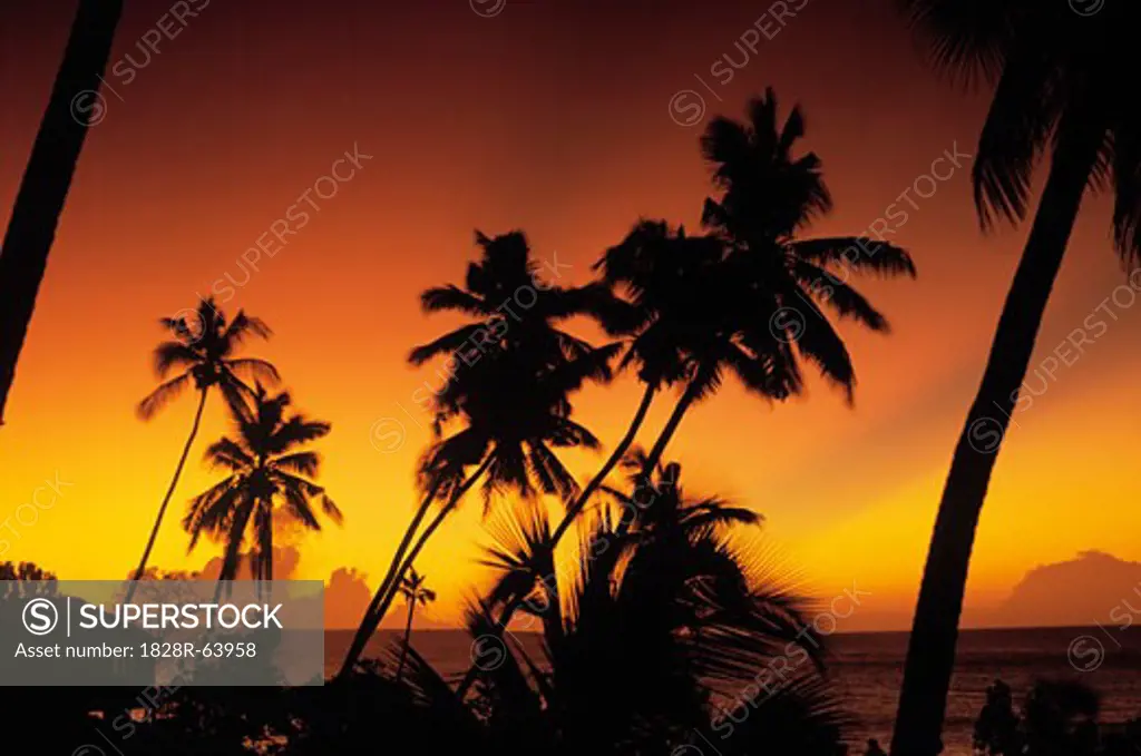 Tropcial Seascape, Sunset, Coconut Palm Trees, Western Somoa