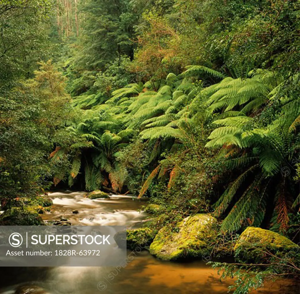 Stream in Rainforest