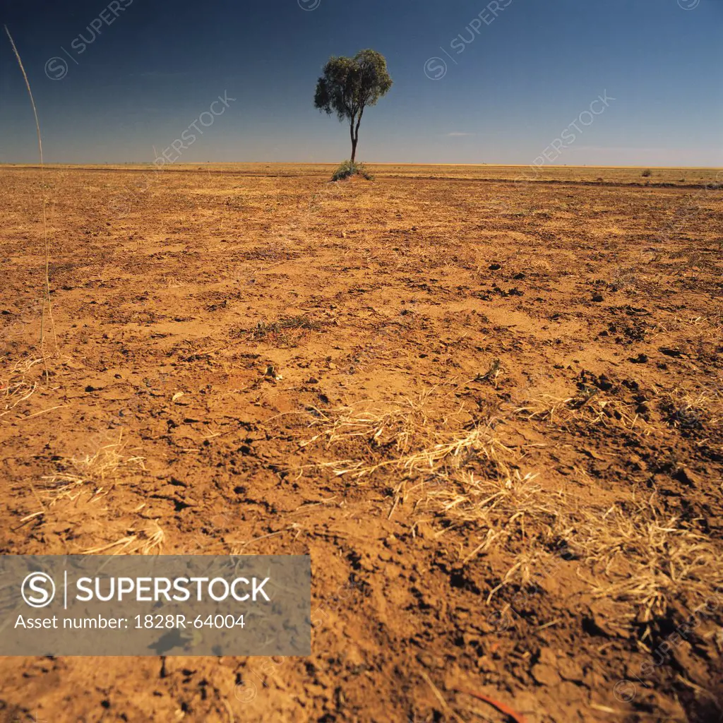 Lone Tree on a Barren Plain