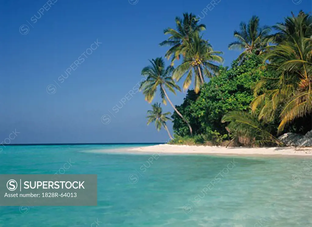 Tropical Seascape, Coconut Palm Trees on Beach