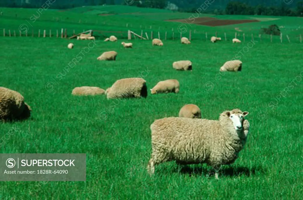 Sheep Grazing in Green Field