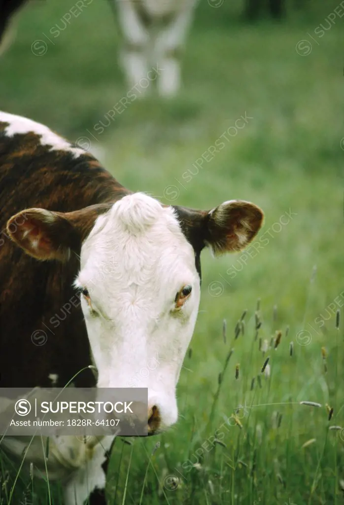 Beef Cattle, Hereford Cow, Portrait