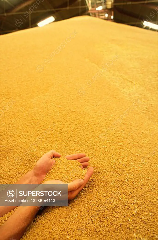 Cupped Hands Holding Wheat in Silo