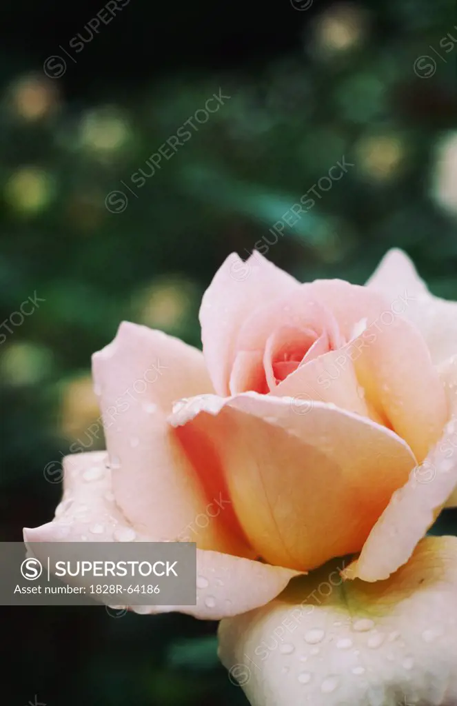 Apricot Nectar Rose, Close-up