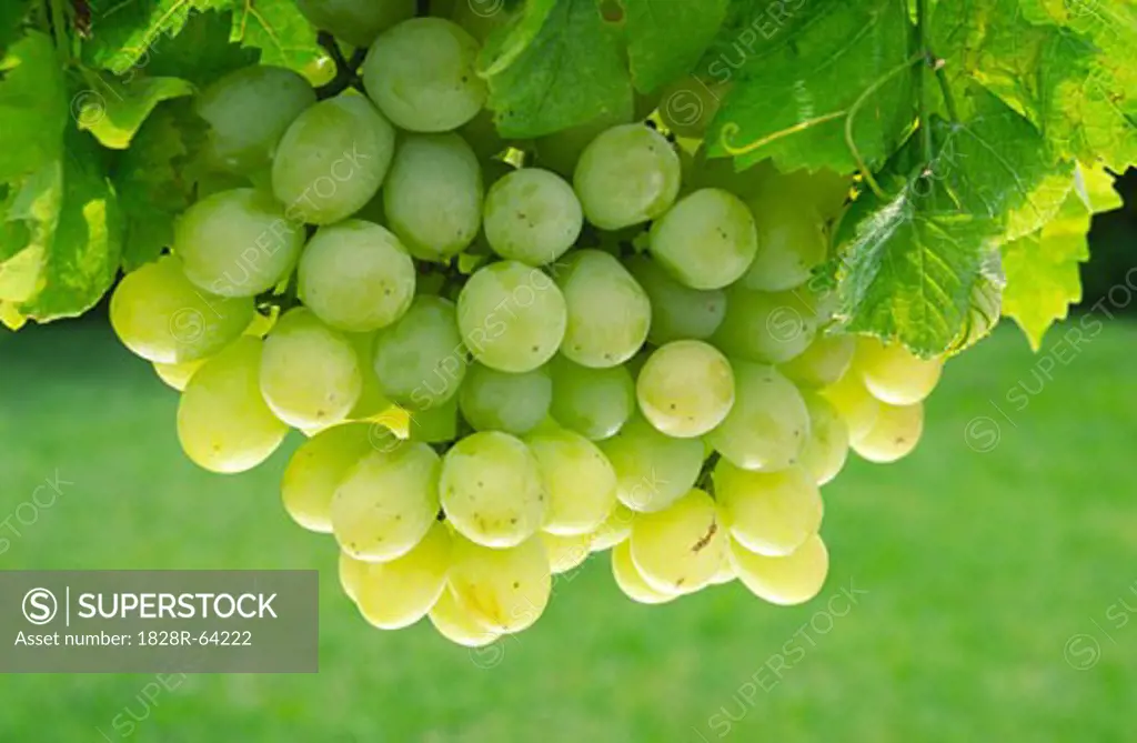 White Grapes Growing on Vine