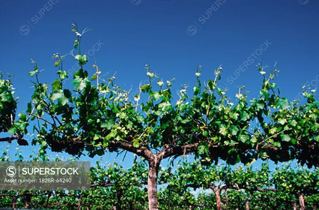 Vineyard, Close-up of Grape Vine, Mudgee, Australia