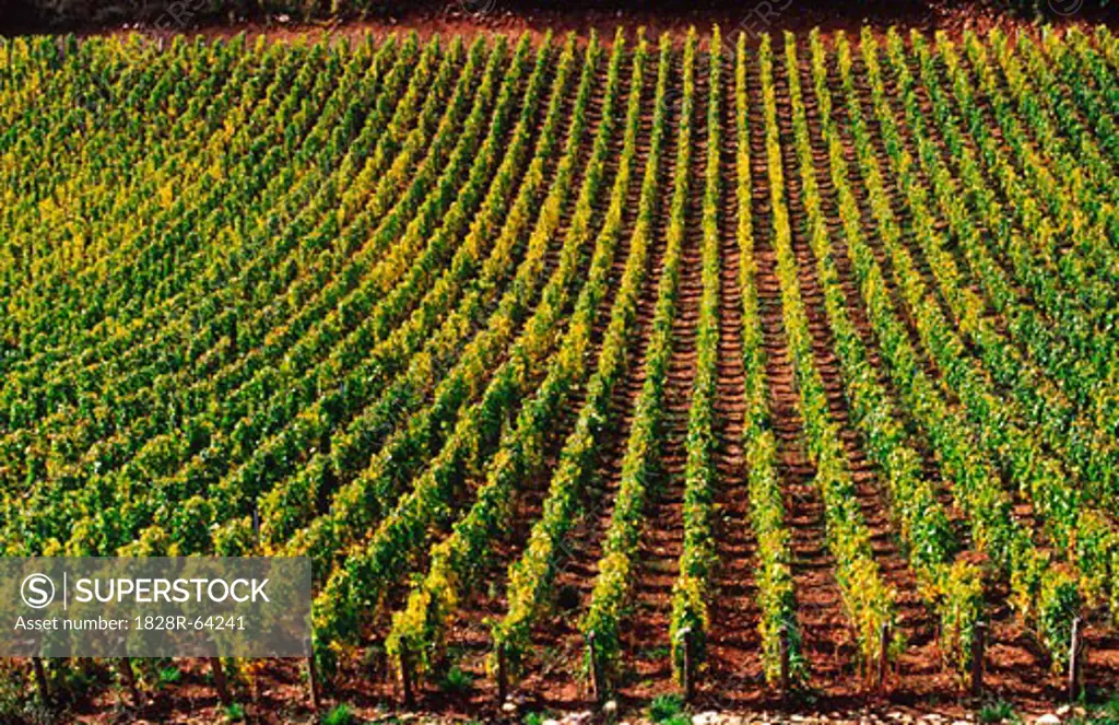 Vineyard, Grape Vines, Beaune Region, France