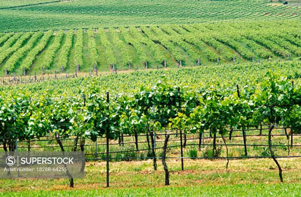 Vineyard, Grape Vines, Mudgee, Australia