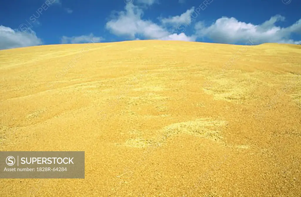 Harvested Wheat Piled into outdoor Bunker, Australia