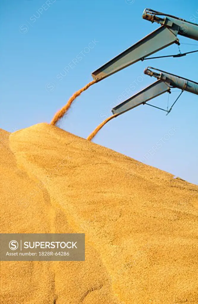 Harvested Wheat Piled into outdoor Bunker, Australia