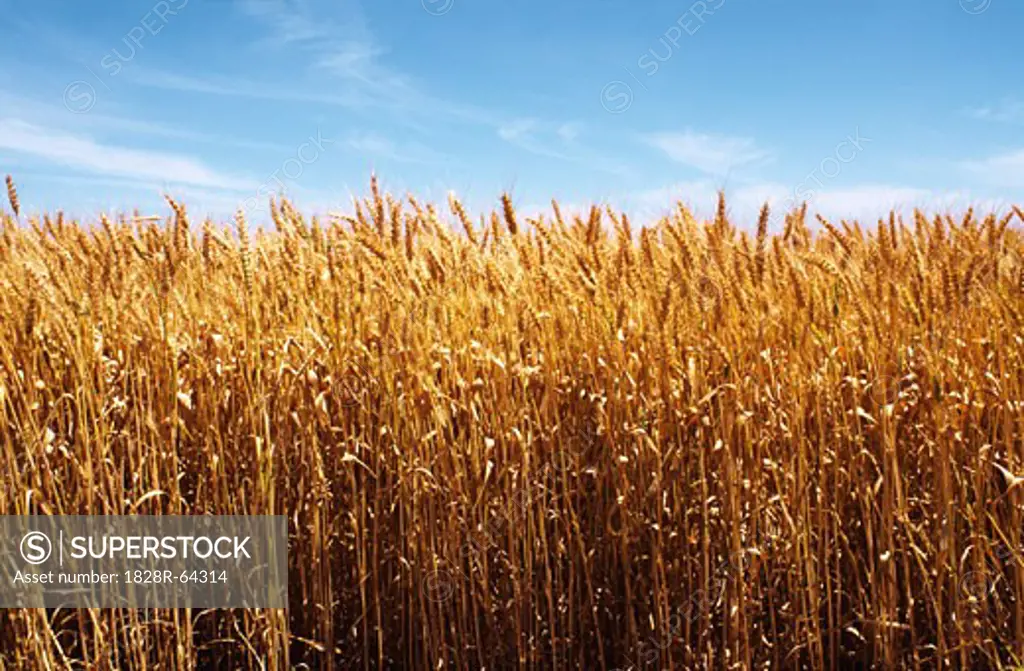 Wheat Crop Ready for Harvest, Close-up, Australia