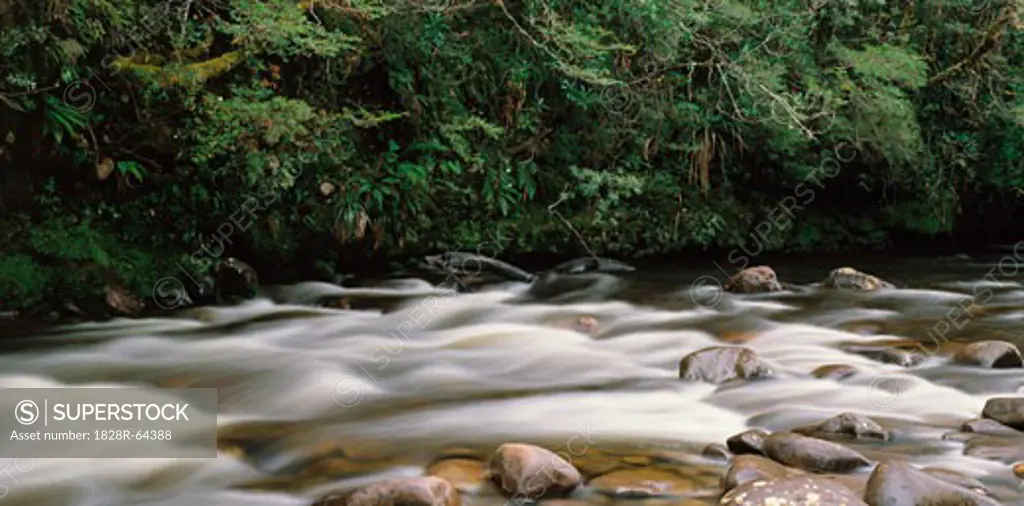 Franklin River and Rainforest, Tasmania, Australia