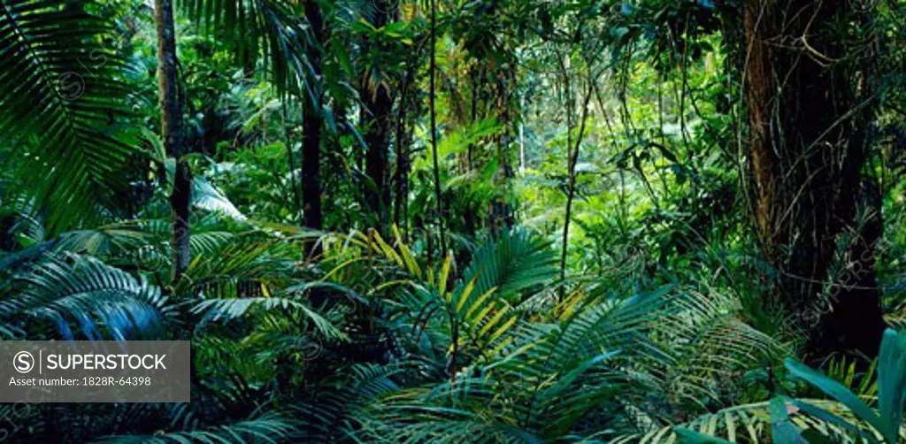 Tropical Rainforest, Australia