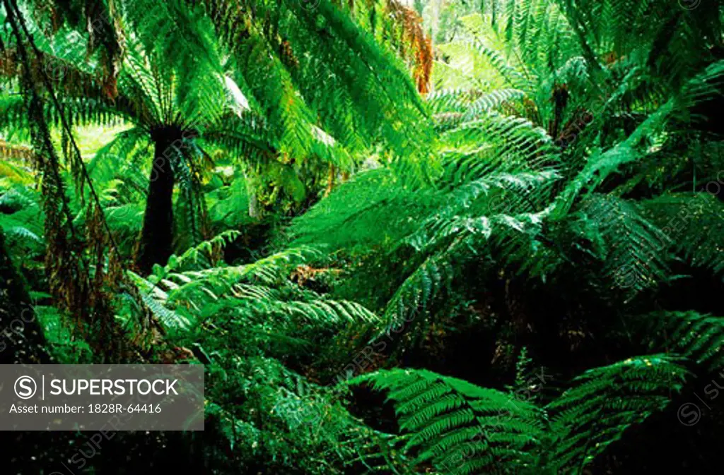 Temperate Rainforest, Otway National Park, Australia