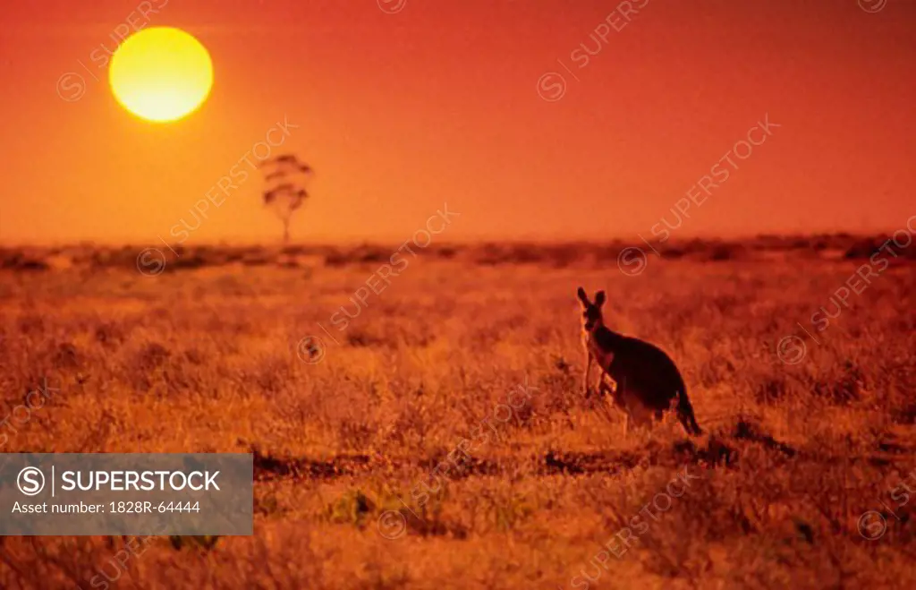 Kangaroo Standing on Treeless Plain at Sunset, Australia