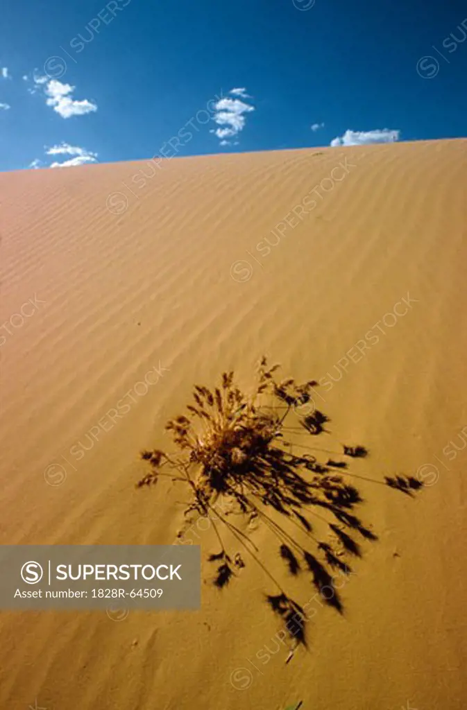 Desert, Western Australia, Australia