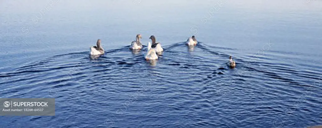 Geese and Ducks Swimming