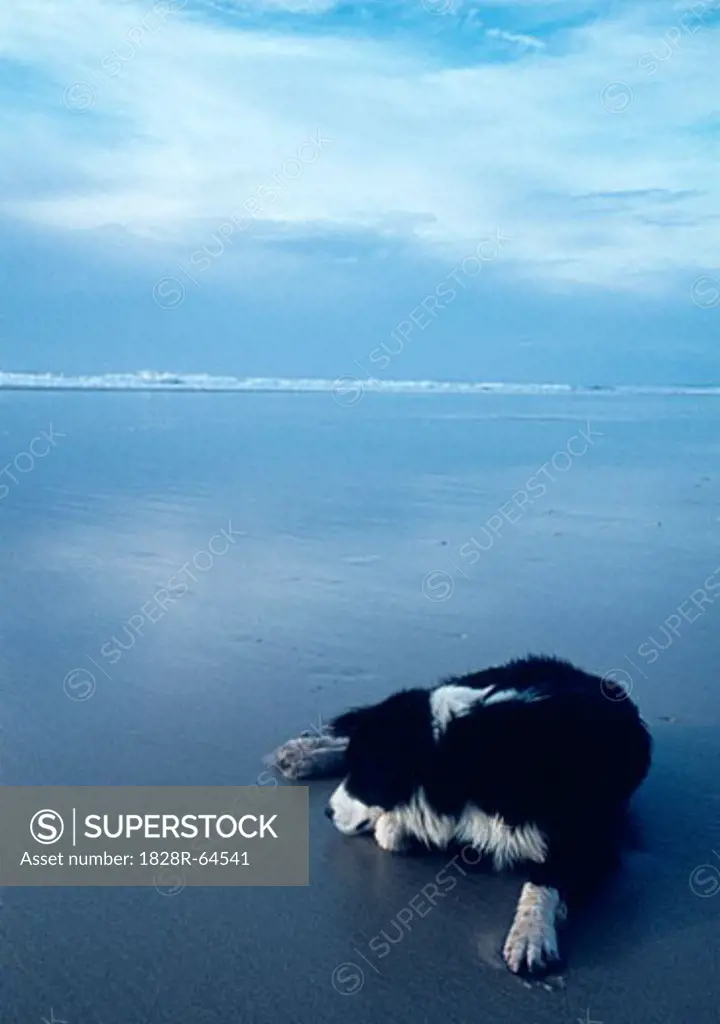 Dog Lying on the Beach