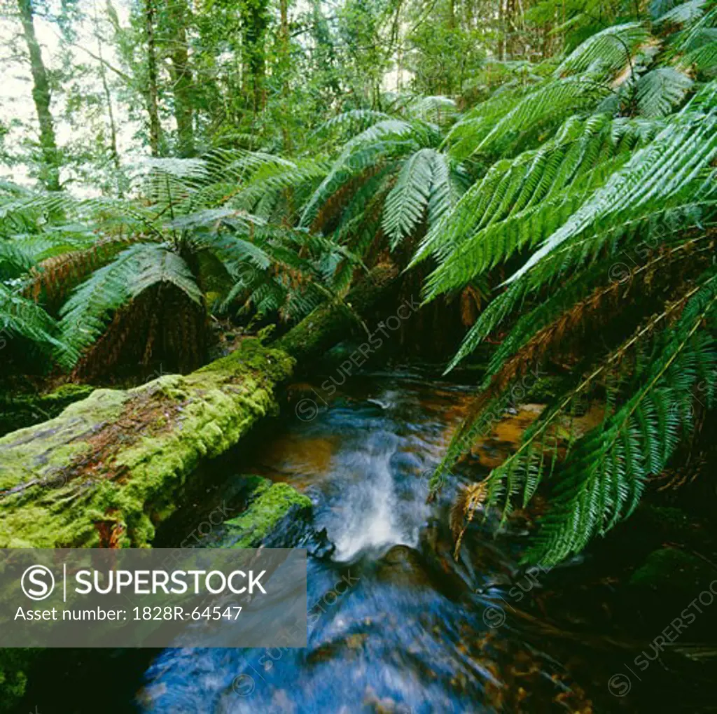 Rainforest Stream, and Tree Ferns, Tarra-Bulga National Park, Victoria, Australia