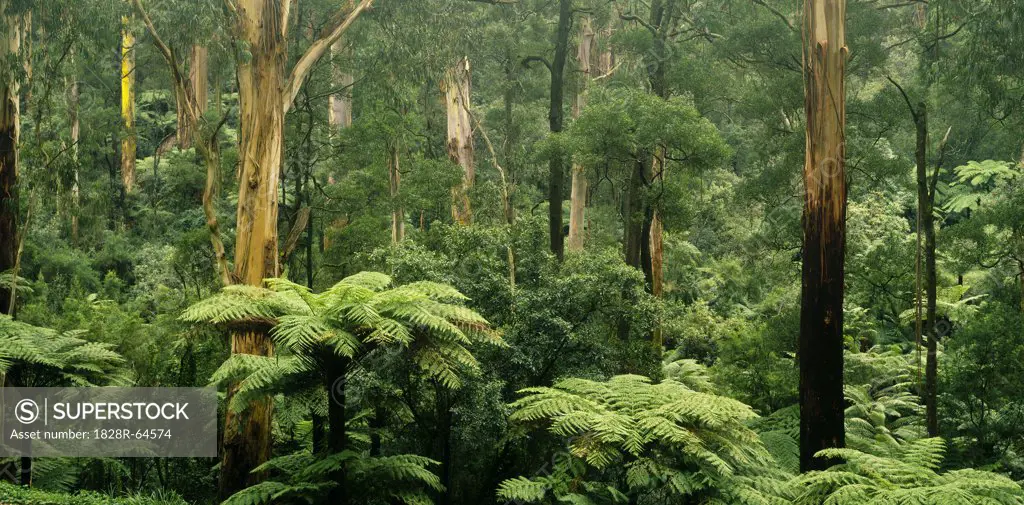 Tree Ferns and Gum Trees, Sherbrook Forest, Australia