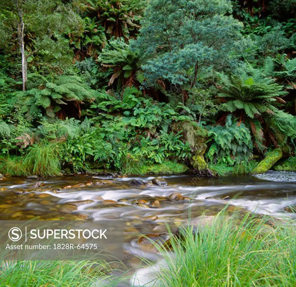 Stream in Forest, Australia