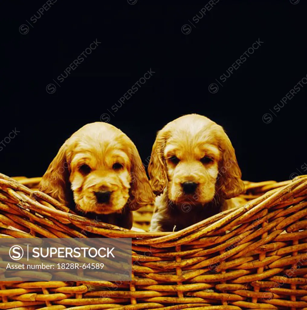 Two Cocker Spaniels Sitting in Basket
