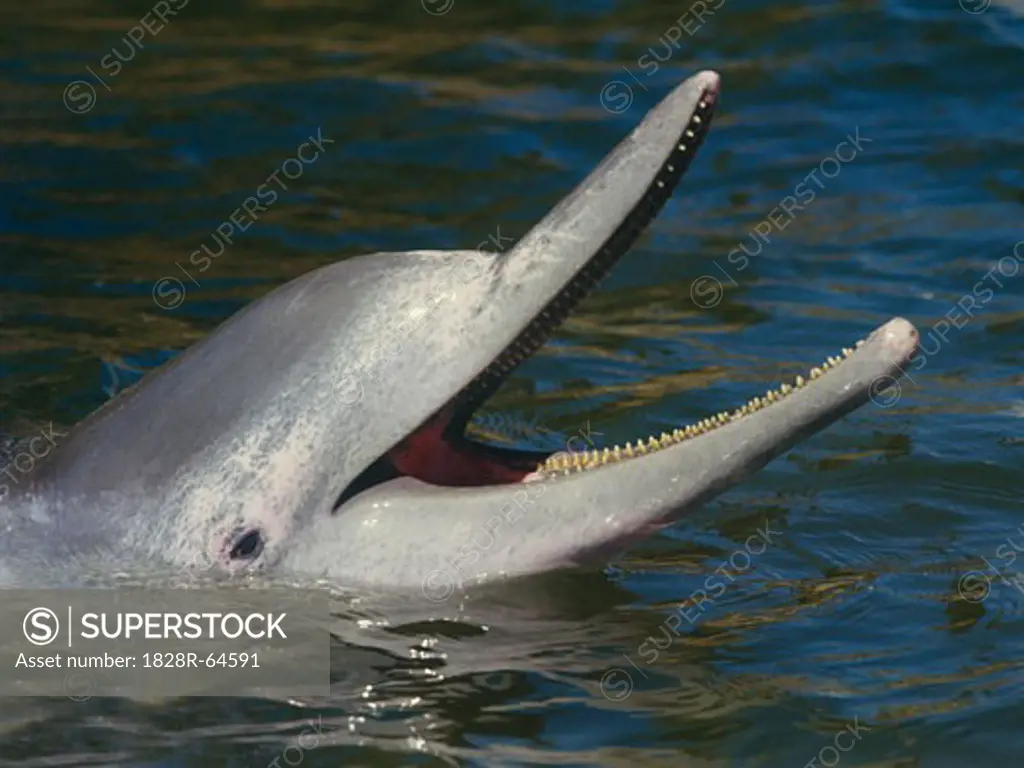 Portrait of Dolphin