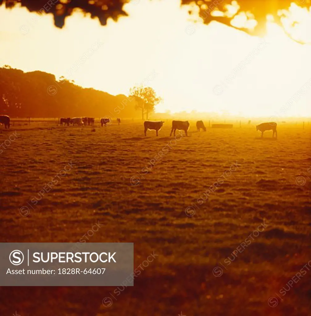 Cattle Grazing at Sunrise