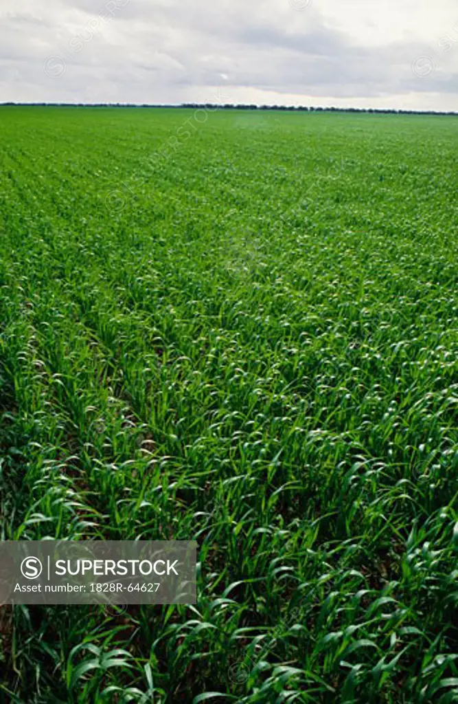 Green Wheat Crop in Early Stage of Growth, Australia