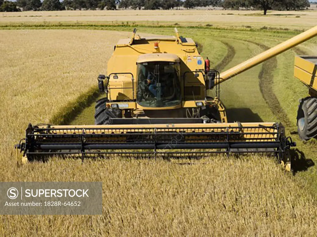 Rice Harvesting, Australia