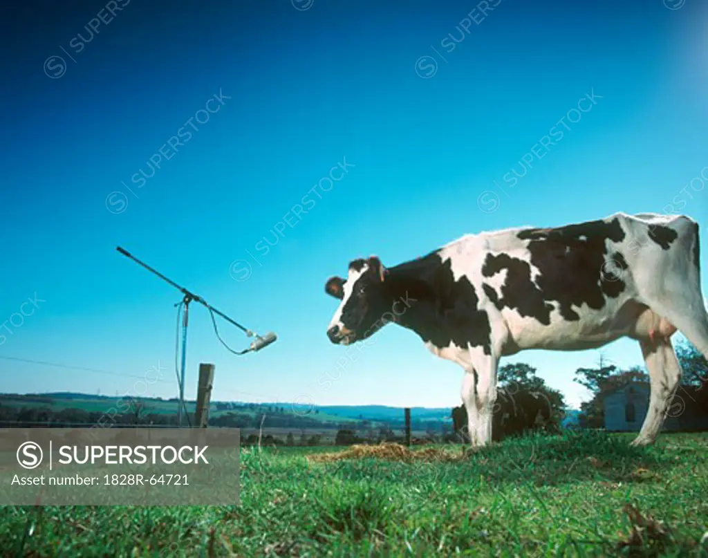 Cow Standing by Microphone, Gippsland, Victoria, Australia