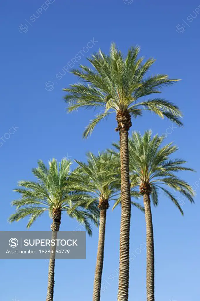 Palm Trees in Las Vegas, Nevada, USA