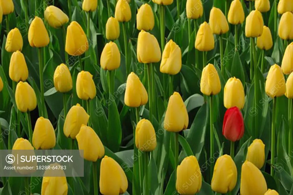 Field of Yellow Tulips With One Red Tulip, Lisse, Netherlands