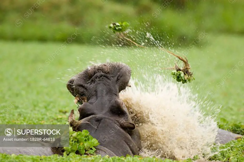 Hippopotamus' Fighting, Masai Mara, Kenya
