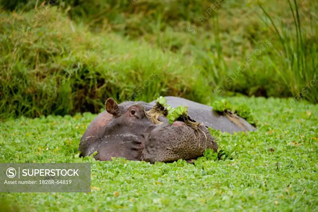 Hippopotamus in Pond, Masai Mara, Kenya