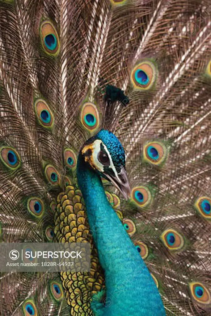Close-up of Peacock
