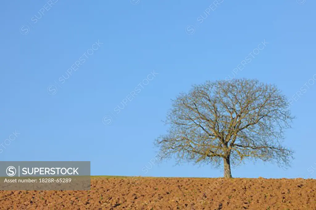 Walnut Tree, Spessart, Bavaria, Germany